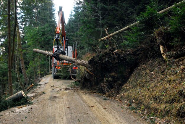 Drumurile forestiere și transportul lemnului: acces și eficiență